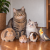 6cb8a60ff9b98a363a5cf18c9a5bc40a.png
