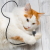 706a151bb56469bbe3fab9877b60c833.png