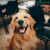 98ac48c31024a01425a37f4ffffe886d.png