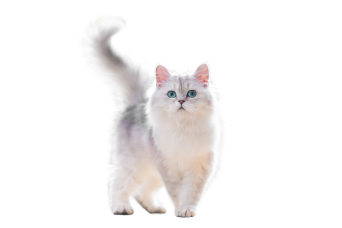 kot catwalk